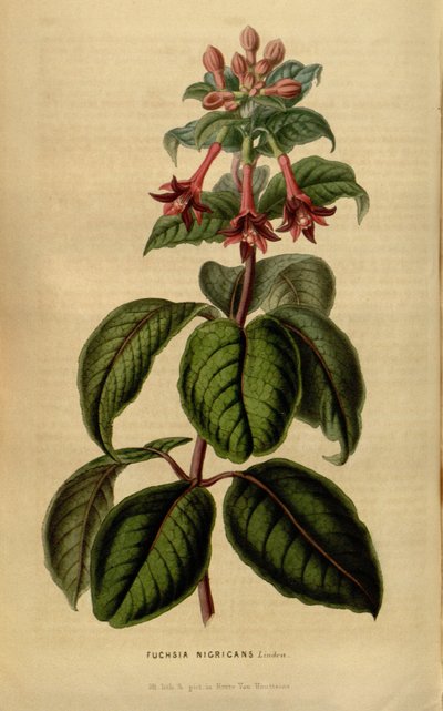 Fuchsia sylvatica by Linden